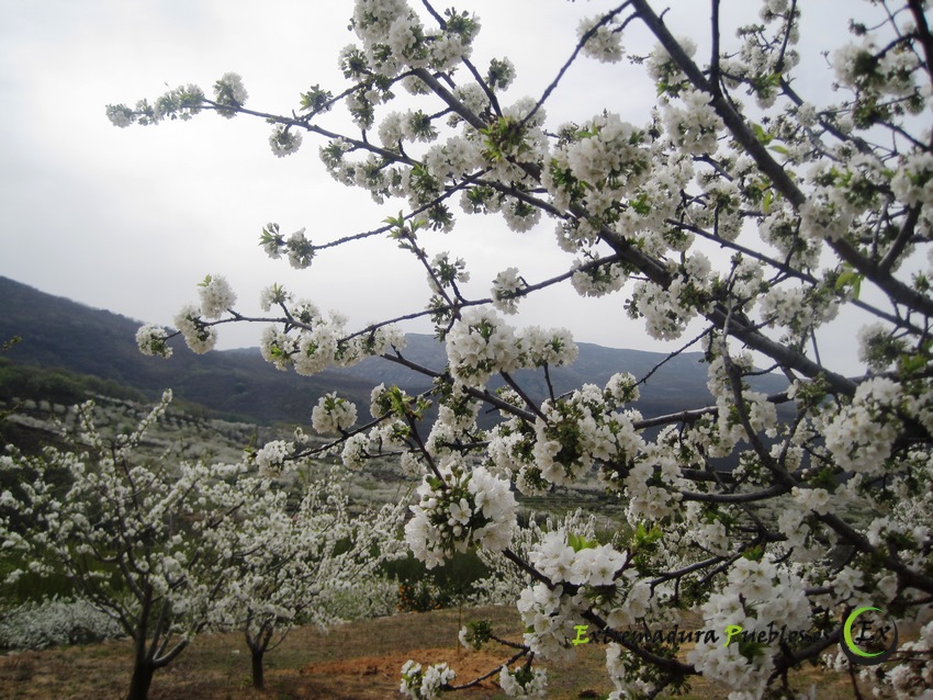 Ver Cerezos Jerte