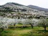 Ver Cerezos Valle del Jerte